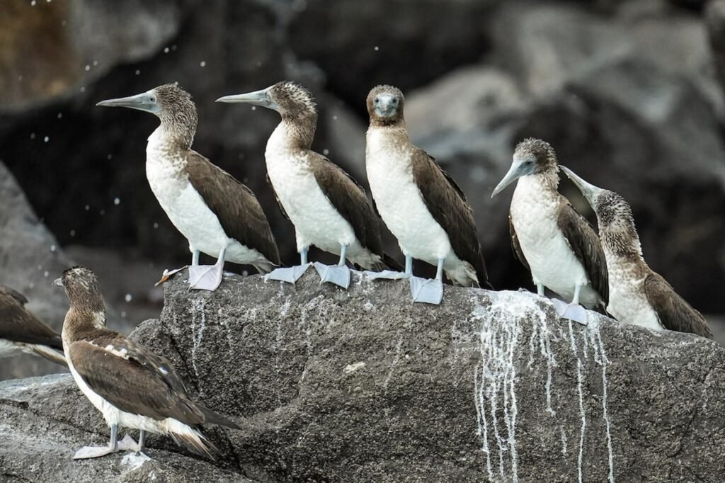 Displaced by El Niño, South American seabirds flock to Panama