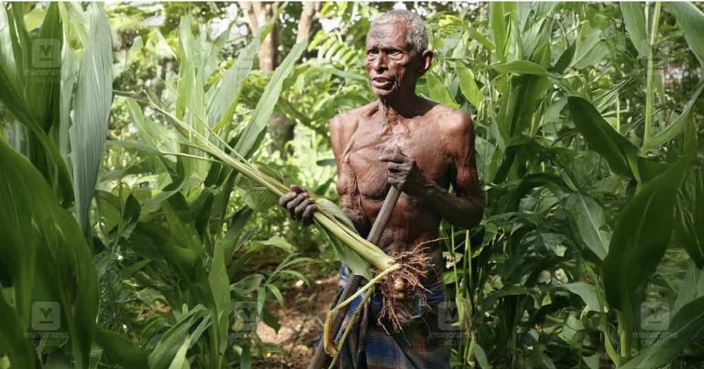 Even at 101, Thankappan reaps gold from the soil; an undying love for farming