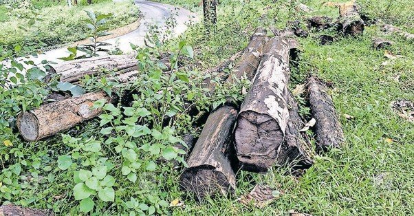 Decline and Neglect of Forest Resources in Wayanad and the Failures of the Forest Department