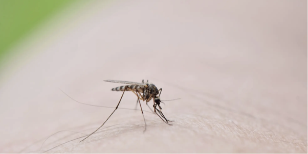 Number of NYC mosquito pools testing positive for West Nile virus has doubled since last year: health officials