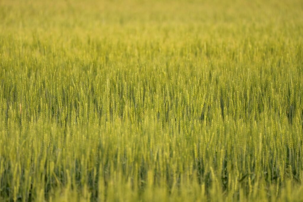 Canadian farmers struggle with rain delayed harvest; quality hurt