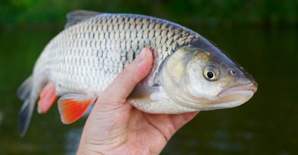 Unusually Large Fish Found in Bihar After Nepal Floods; Warning Issued Against Consumption