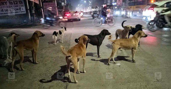 Brutal stray dog attack while playing in the courtyard; 6th-grade student's finger bitten off