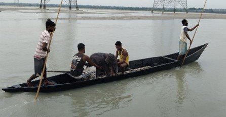 The adventurous rescue of the baby elephant by the fishermen