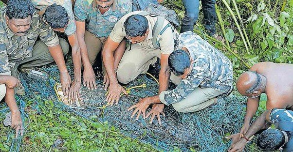 The crocodile terror in Kothayar has ended; the crocodile finally got caught in the net