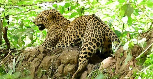 Student miraculously escapes after encountering a leopard
