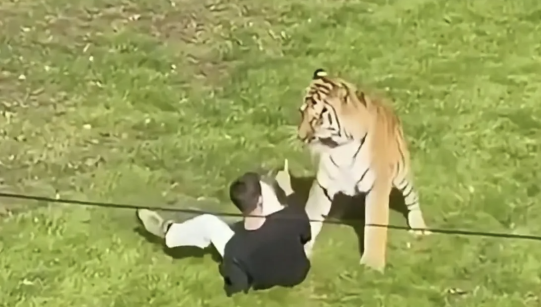 ‘Vulnerable’ man mauled to death by tiger after filming himself climbing into enclosure is ID’d