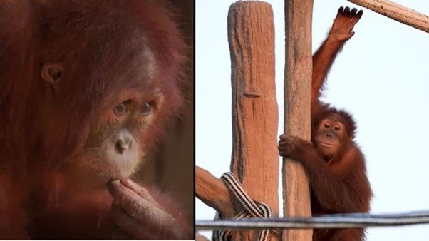 Found locked in a tiny cage in Maharashtra, orangutan returns home to Indonesia