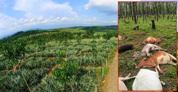 Dwarf Cows Perish in Lightning Strike; Cheruvally Estate in Tears