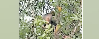 Unexpected arrival of a rare Hanuman langur in Periya Ayyampara; the 'guest' from the forest stirs curiosity among locals.