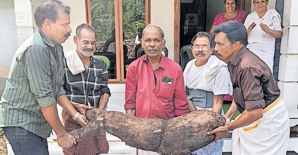 Magic hidden in the soil: Jose pulls out a gigantic tapioca!